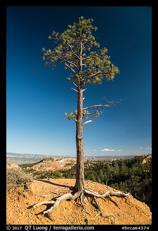 Pine tree with exposed roots on rim. Bryce Canyon National Park (color)