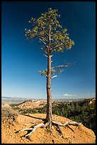 Pine tree with exposed roots on rim. Bryce Canyon National Park ( color)
