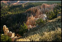 Grasses, conifers and hoodoos. Bryce Canyon National Park ( color)
