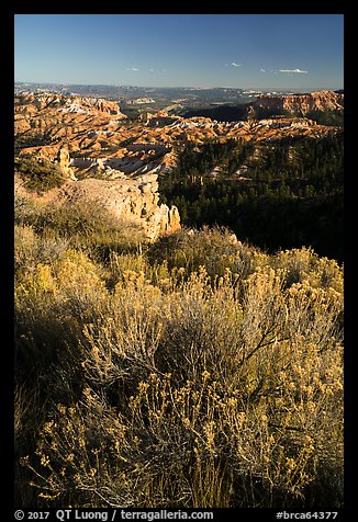 Summer grasses on rim and amphitheater. Bryce Canyon National Park (color)