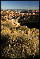 Summer grasses on rim and amphitheater. Bryce Canyon National Park ( color)