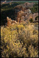 Wildflowers, conifers and hoodoos. Bryce Canyon National Park ( color)