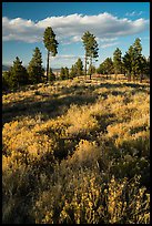 Grasses and pine trees in late summer. Bryce Canyon National Park ( color)