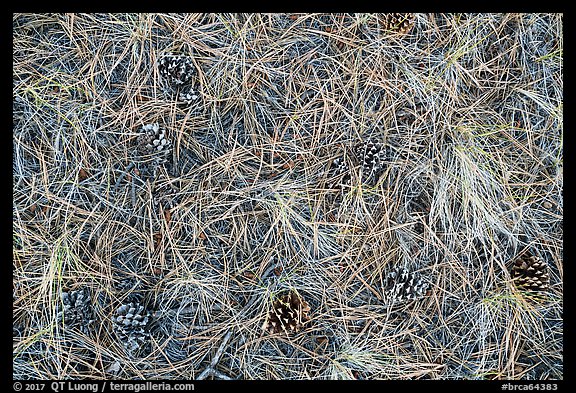 Close-up of fallen needles and pine cones. Bryce Canyon National Park, Utah, USA.