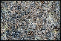 Close-up of fallen needles and pine cones. Bryce Canyon National Park, Utah, USA.