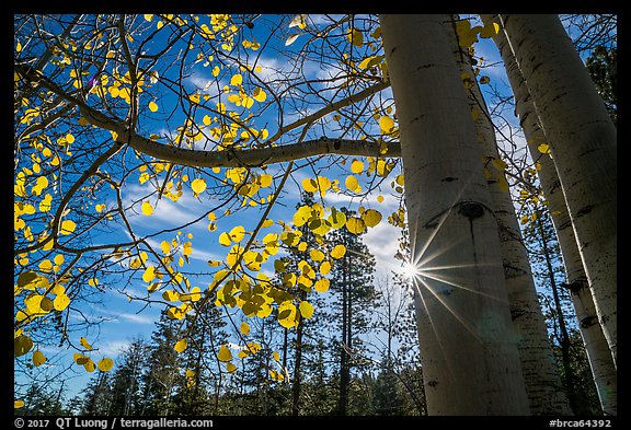 Sunstar through aspens in autumn foliage. Bryce Canyon National Park, Utah, USA.