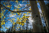 Sunstar through aspens in autumn foliage. Bryce Canyon National Park, Utah, USA.