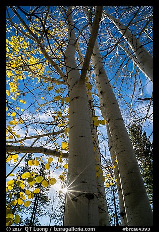 Aspens in autumn foliage and sun. Bryce Canyon National Park, Utah, USA.