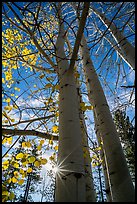 Aspens in autumn foliage and sun. Bryce Canyon National Park, Utah, USA.