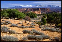 View with canyons and mountains, the Needles. Canyonlands National Park, Utah, USA.