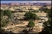 View with bare limestone table, canyons and mountains, the Needles. Canyonlands National Park, Utah, USA.