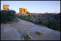 Wildflowers and towers, Big Spring Canyon overlook, sunrise, the Needles. Canyonlands National Park, Utah, USA.