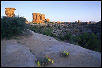 Wildflowers and towers, Big Spring Canyon overlook, sunrise, the Needles. Canyonlands National Park ( color)