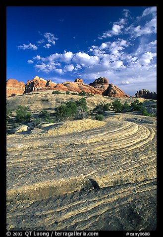 Sandstone swirls near Elephant Hill, the Needles, late afternoon. Canyonlands National Park (color)