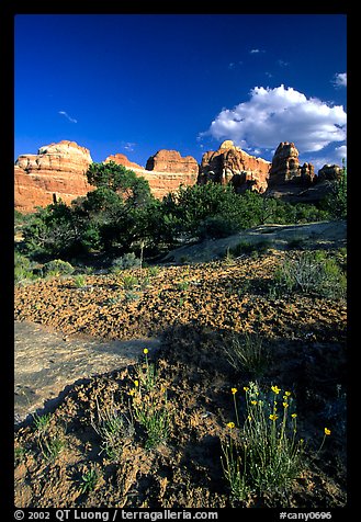 Wildflowers and sandstone towers near Elephant Hill, the Needles, late afternoon. Canyonlands National Park, Utah, USA.