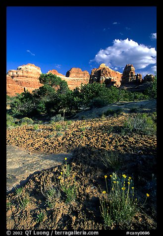 Wildflowers and sandstone towers near Elephant Hill, the Needles, late afternoon. Canyonlands National Park (color)