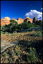 Wildflowers and sandstone towers near Elephant Hill, the Needles, late afternoon. Canyonlands National Park ( color)