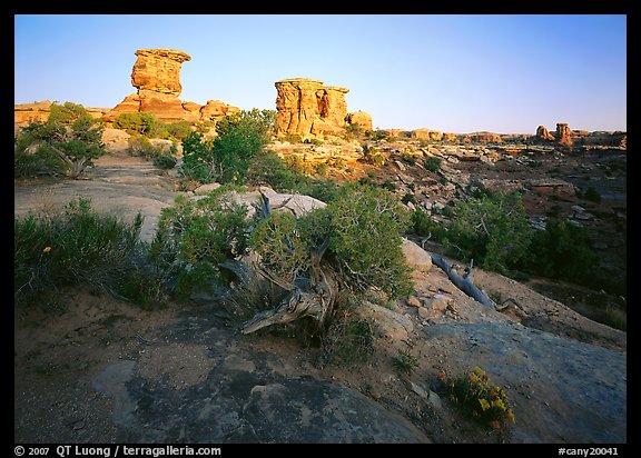 Spires at Big Spring Canyon, Needles District. Canyonlands National Park, Utah, USA.