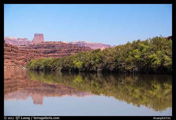 Trees on the shore of Colorado River. Canyonlands National Park, Utah, USA.