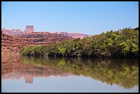 Trees on the shore of Colorado River. Canyonlands National Park, Utah, USA. (color)