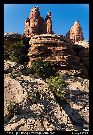 Junipers and pinnacles, Maze District. Canyonlands National Park, Utah, USA.