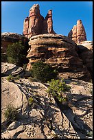 Junipers and pinnacles, Maze District. Canyonlands National Park, Utah, USA. (color)