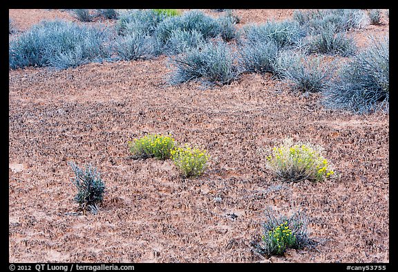 Cryptobiotic soil, desert flowers and shrubs. Canyonlands National Park (color)