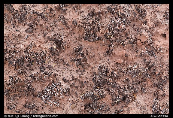 Close-up of knobby black crusts of cryptobiotic soil. Canyonlands National Park (color)