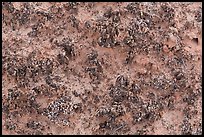 Close-up of knobby black crusts of cryptobiotic soil. Canyonlands National Park, Utah, USA. (color)
