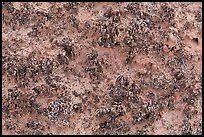 Close-up of knobby black crusts of cryptobiotic soil. Canyonlands National Park, Utah, USA.