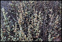 Close-up of desert shrub. Canyonlands National Park ( color)