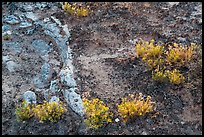 Rocks, soil, and desert flowers. Canyonlands National Park, Utah, USA.