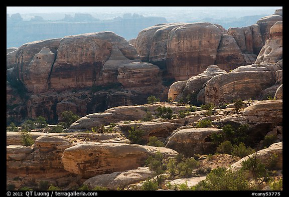 Rocks and trees, Maze District. Canyonlands National Park, Utah, USA.