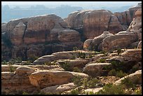 Rocks and trees, Maze District. Canyonlands National Park, Utah, USA.