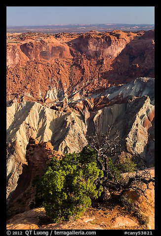 Juniper and Upheaval Dome. Canyonlands National Park, Utah, USA.