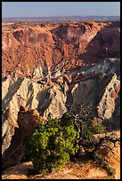 Juniper and Upheaval Dome. Canyonlands National Park, Utah, USA.