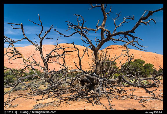Dead juniper trees and Whale Rock. Canyonlands National Park, Utah, USA.