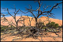 Dead juniper trees and Whale Rock. Canyonlands National Park, Utah, USA.