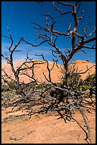 Tree skeletons and Whale Rock. Canyonlands National Park, Utah, USA.