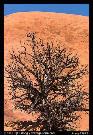 Juniper skeleton and Whale Rock. Canyonlands National Park (color)