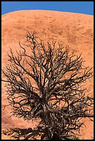 Juniper skeleton and Whale Rock. Canyonlands National Park ( color)