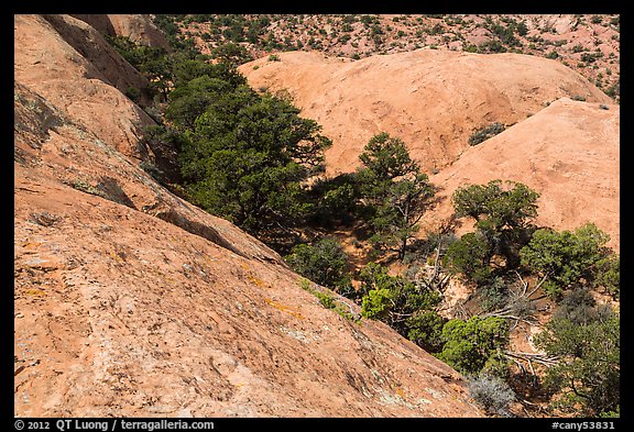 Trees amongst slickrock dones. Canyonlands National Park, Utah, USA.