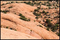 Whale Rock slickrock from above. Canyonlands National Park, Utah, USA. (color)