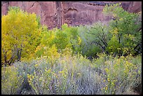 Autumn color in Horseshoe Canyon. Canyonlands National Park, Utah, USA.