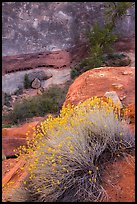 Blooming sage and rock walls in the Maze. Canyonlands National Park, Utah, USA.