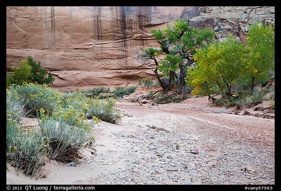 Sage and cottonwoods bordering dry wash, Horseshoe Canyon. Canyonlands National Park, Utah, USA.