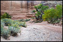 Sage and cottonwoods bordering dry wash, Horseshoe Canyon. Canyonlands National Park ( color)