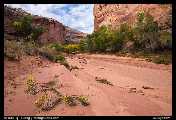 Wildflowers and fall colors along sandy wash in Horseshoe Canyon. Canyonlands National Park, Utah, USA.