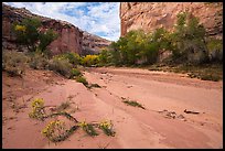 Wildflowers and fall colors along sandy wash in Horseshoe Canyon. Canyonlands National Park, Utah, USA. (color)