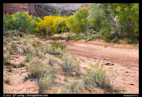 Flowers and cottonwoods in autumn foliage, Horseshoe Canyon. Canyonlands National Park, Utah, USA.